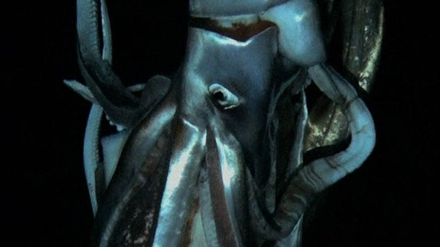 Giant squid still close-up 