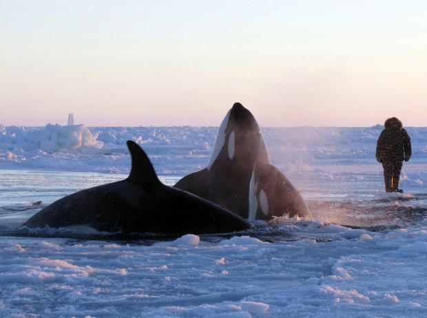 In this Tuesday, Jan. 8, 2013 photo provided by Marina Lacasse, killer whales surface through a small hole in the ice near Inukjuak, in Northern Quebec. Mayor Peter Inukpuk urged the Canadian government Wednesday to send an icebreaker as soon as possible  