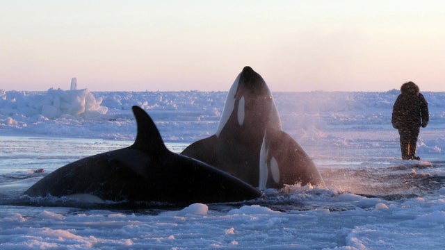 In this Tuesday, Jan. 8, 2013 photo provided by Marina Lacasse, killer whales surface through a small hole in the ice near Inukjuak, in Northern Quebec. Mayor Peter Inukpuk urged the Canadian government Wednesday to send an icebreaker as soon as possible  