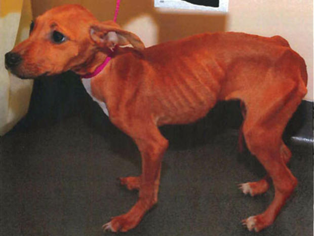 Jill, The Malnourished Puppy Recovered By The ASPCA 