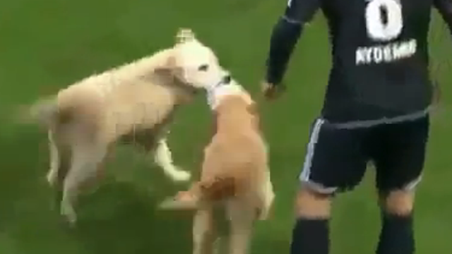 dogs_soccer.png 