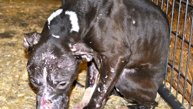 Horrific conditions at dog shelter (GRAPHIC IMAGES) 