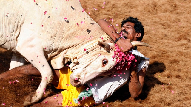 17India_Bull_Taming.jpg 