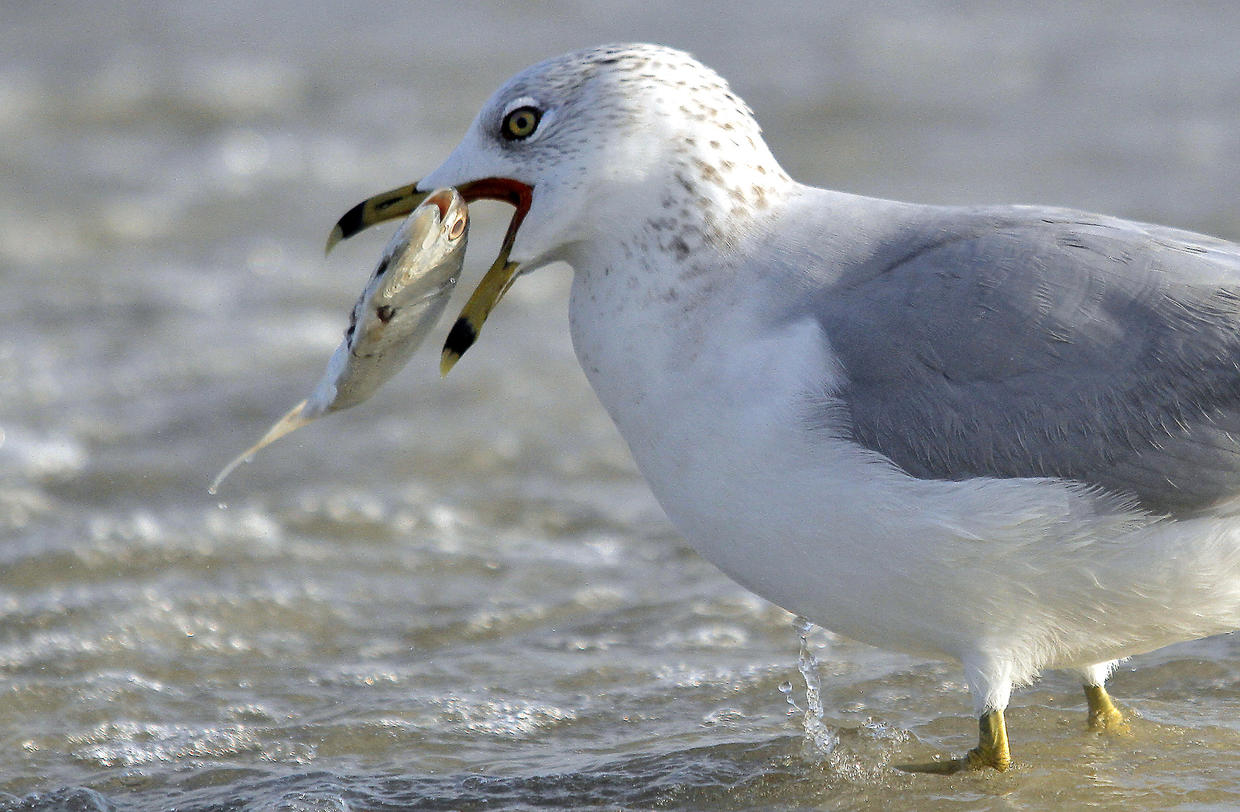 Thousands of dead fish wash ashore in S.C.