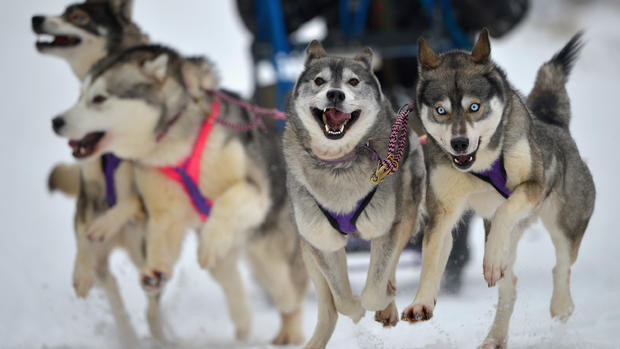 Dog sledders prepare for U.K. race 