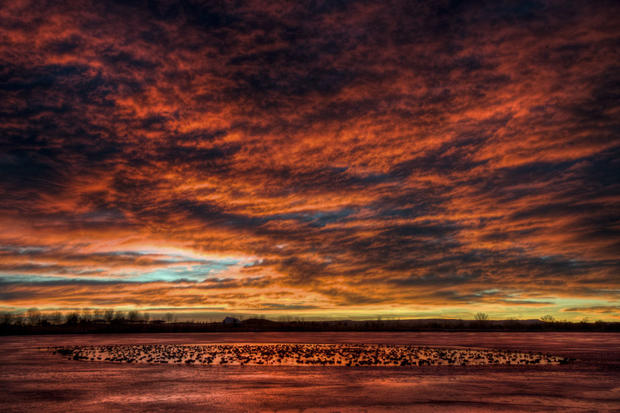 swim-with-the-canada-geese-at-sunrise-sm.jpg 