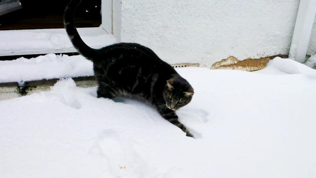 Cat discovers snow 
