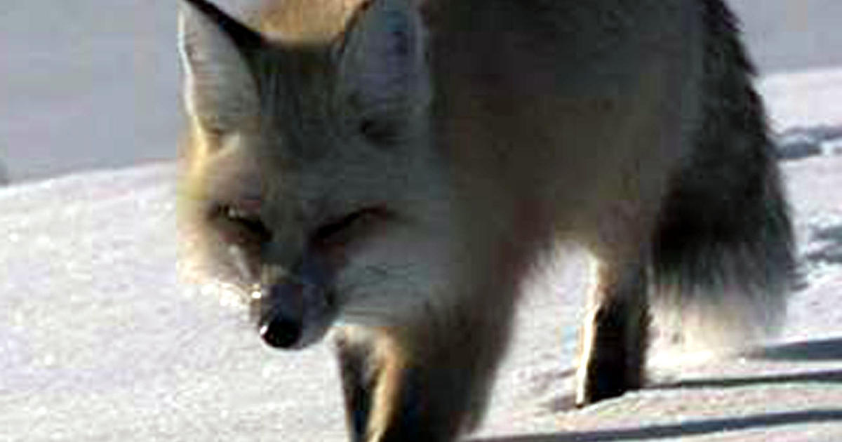 Adopt a pet fox, for science's sake - CBS News