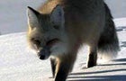 A fox breeding program in Russia may help reveal the genetic roots of domestication of animals. 