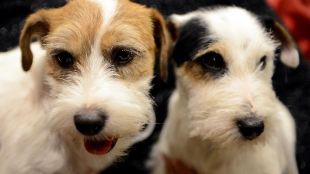 Westminster Kennel Club debuts two new breeds 