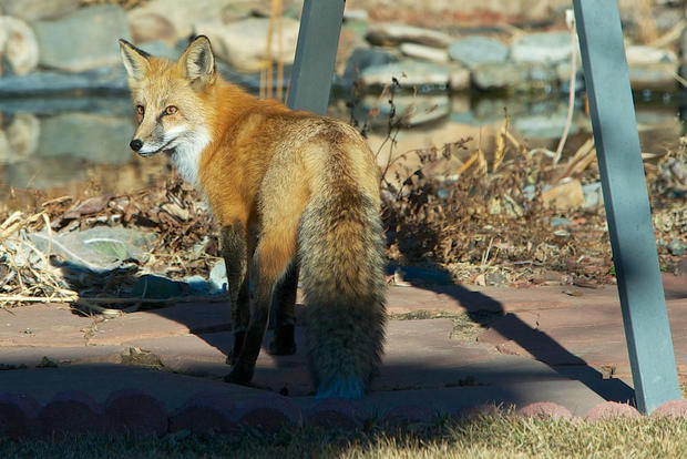 urban-fox.jpg 