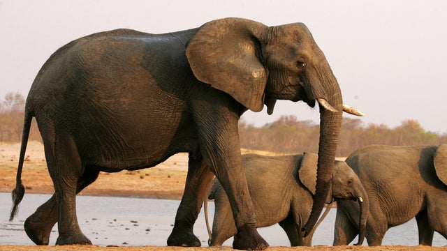 Hwange National Park, elephants, zimbabwe 