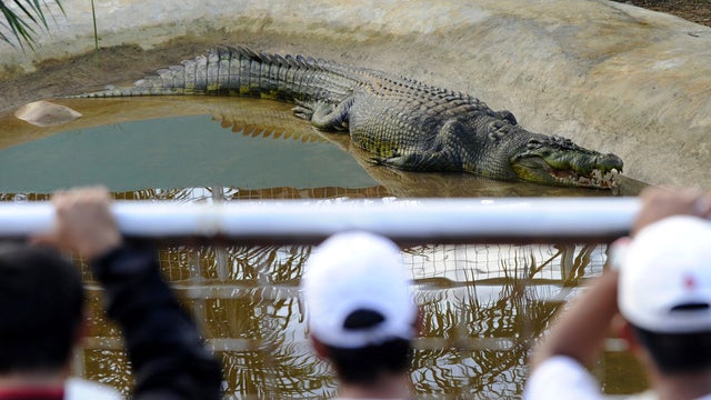 lolong, crocodile, philippines 