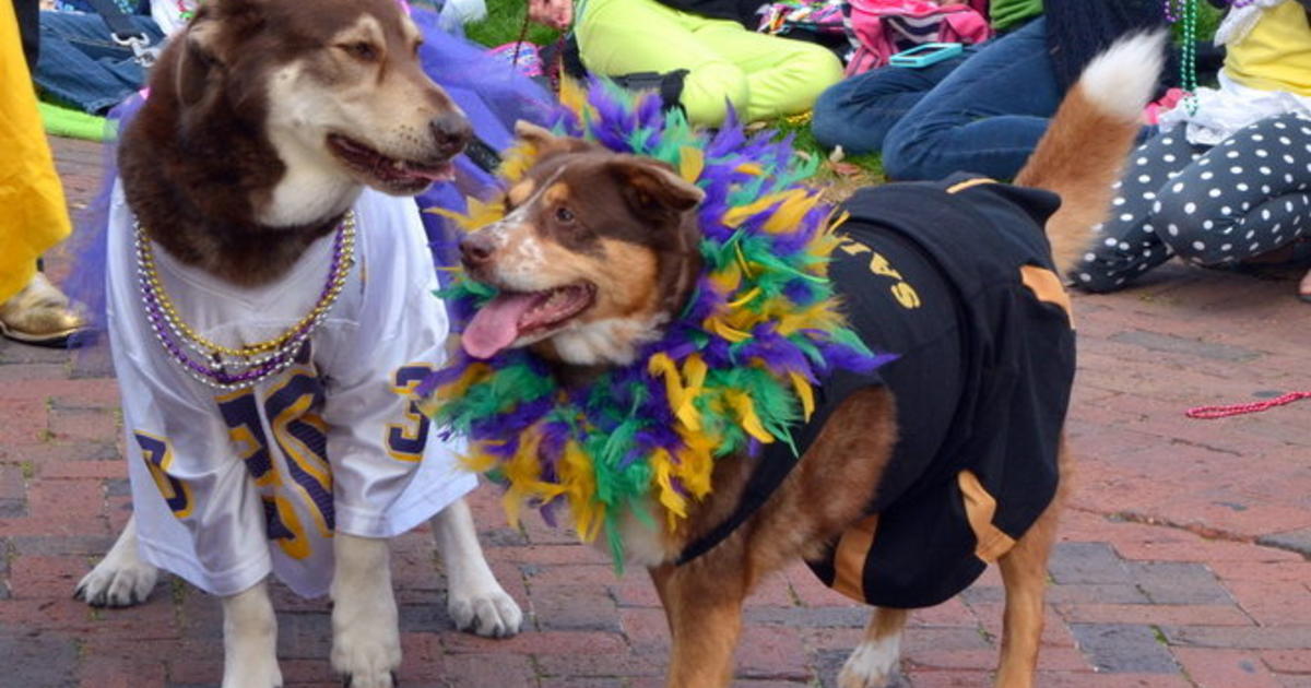 Mardi Gras dog parade