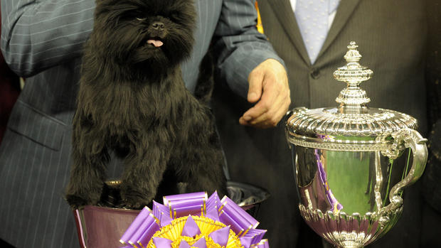Westminster Best in Show 2013 