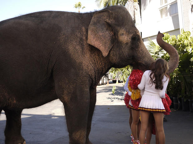 Tai the Elephant mingles with members of the University of Southern California Song Girls. 