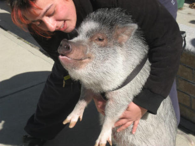 adine Darsanlal and her therapy pig Wilbur 