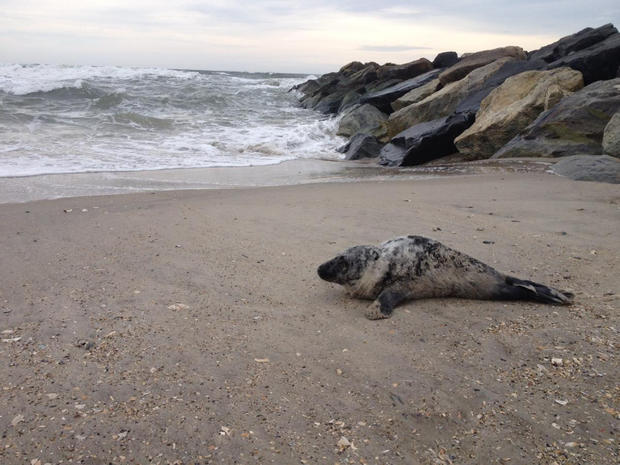Rockaway Beach Seal 
