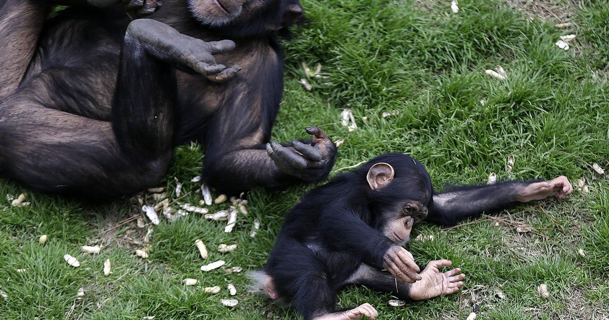 Retired federal research chimps head to rehab