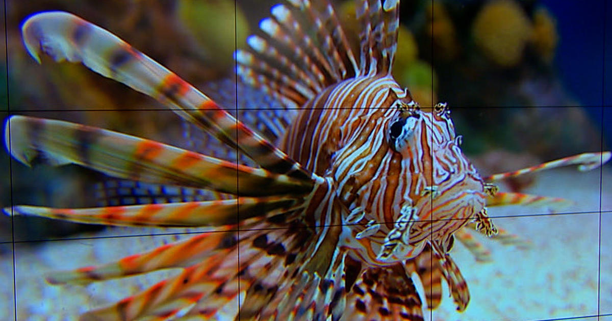 Lionfish: Invasive species devastating reefs, expert says - CBS News