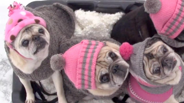 Pugs_Snow_Sledding_In_Hats.jpg 