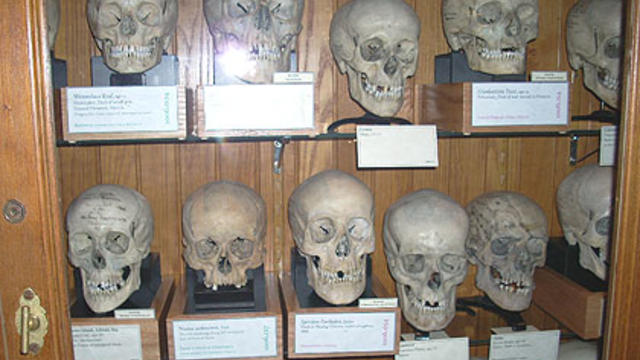 mutter-museum-skulls-_adkins.jpg 