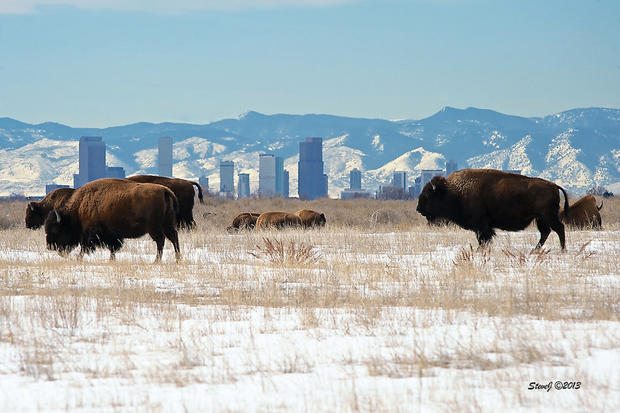 buffalo-invading-downtown-denver-ii.jpg 
