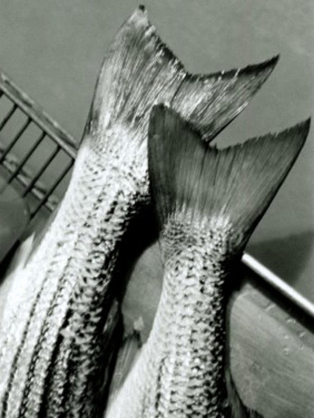 craft los angeles fish tails 