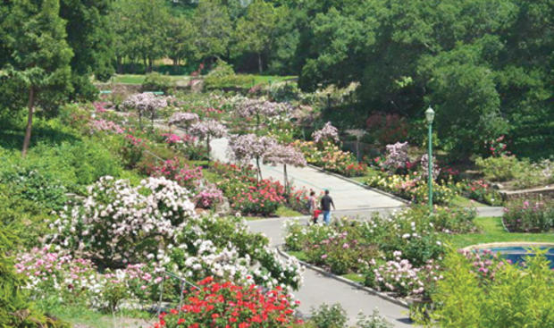 Morcom Rose Garden 