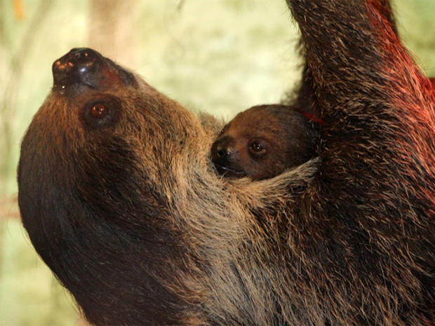 Infant Sloth 