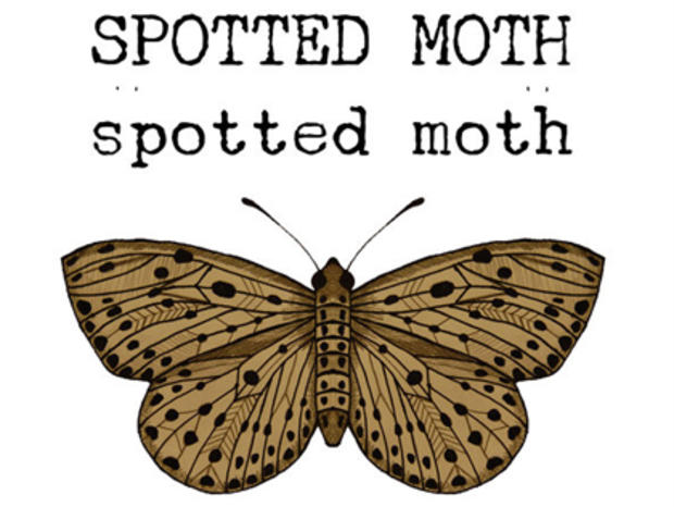 Spotted Moth 