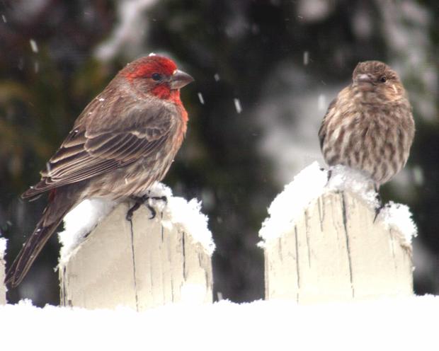 sparrows-snow-lr-2013-img_7105.jpg 