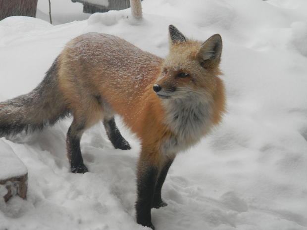 fox3-9-006.jpg 