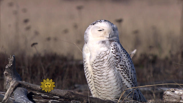 Nature: Snowy owls 