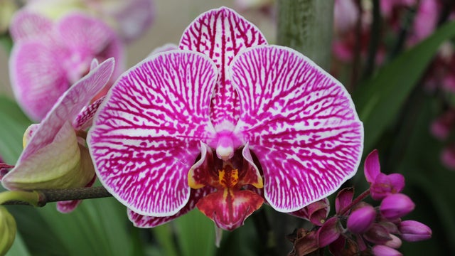 ctm_orchid23.jpg 