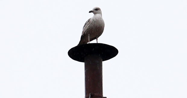 Sistine Sea Gull: Joke or symbolism? - CBS News