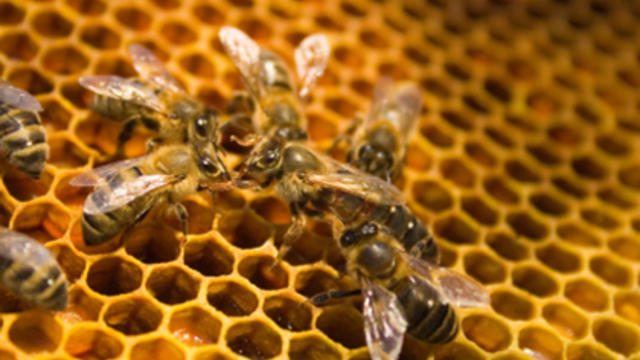 bees.jpg 