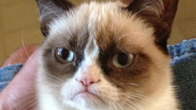 GrumpyCat.jpg 