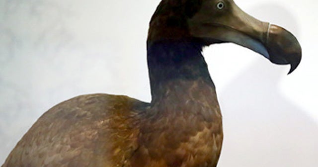 Extinct — but maybe not forever