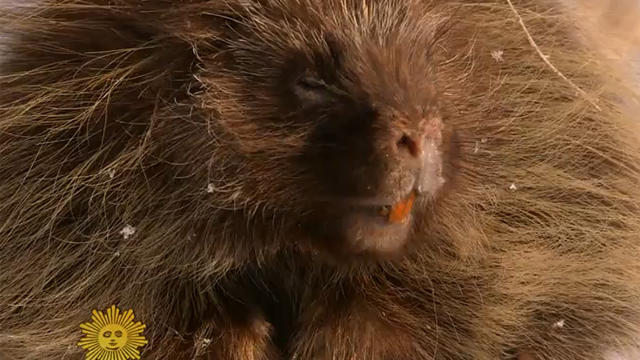 Nature: Porcupines 