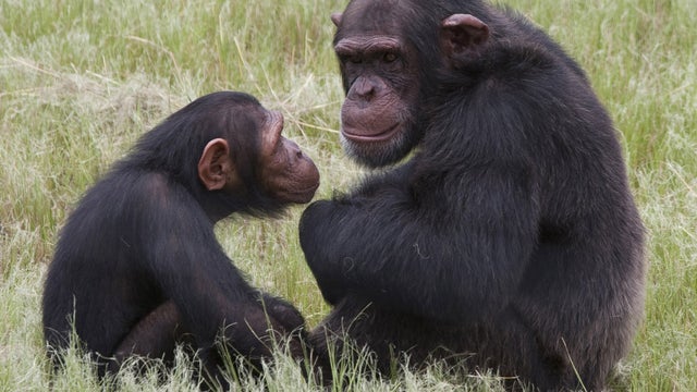 chimpanzees, chimps, africa, generic 