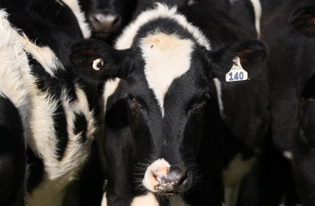 Holstein Cow Dairy Farming Cows 