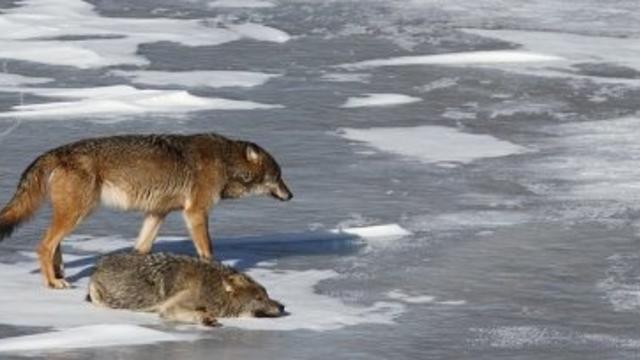 isle-royale-wolves.jpg 