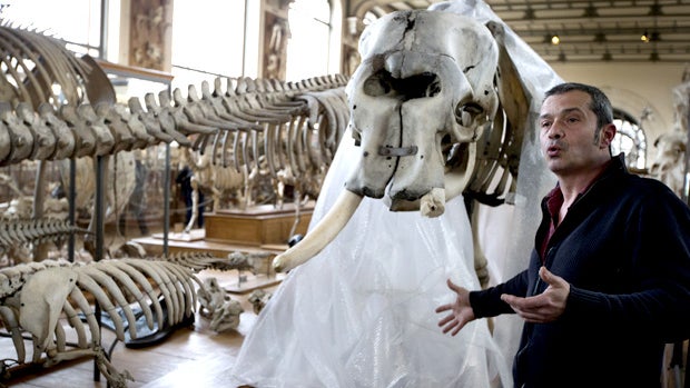 Jacques Cuisin of the Natural History museum speaks in front of the elephant skeleton whose tusk was chopped off by a thief, at the Natural History museum in Paris on March 30, 2013. 