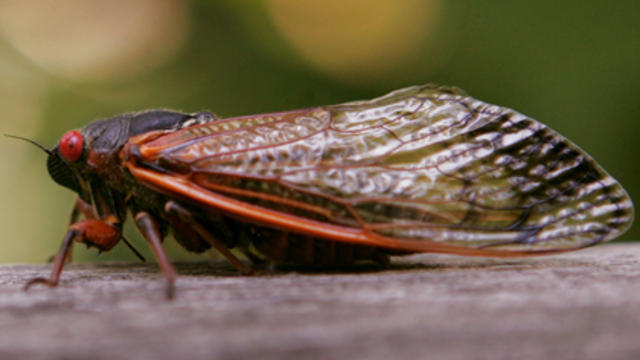 cicada2.jpg 