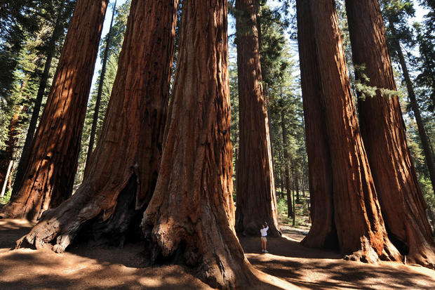 sequoia-national-park-in-central-california1.jpg 