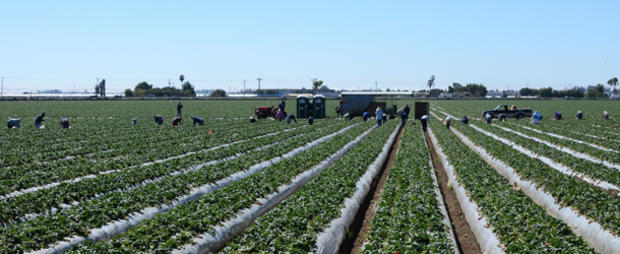 US-IMMIGRATION-FARMWORKERS 
