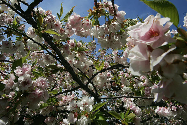 cherry-blossoms-in-brooklyn-botanic-garden.jpg 