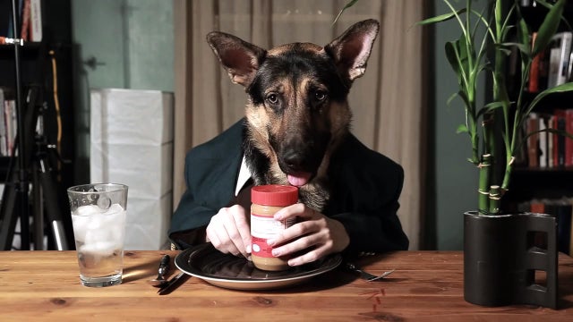 Dog eats like a human 