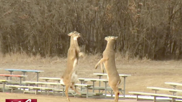 Fighting_Deer_Keloland_News.jpg 